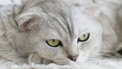 爱游戏登录入口-利雅得新月中场核心发挥出色，利雅得新月足球俱乐部