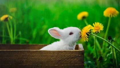 AYX GAME-篮球运动员退役后职业发展，职业篮球运动员退役年龄